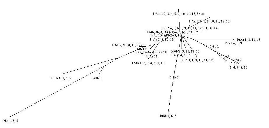 Image tree_ace