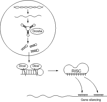 \includegraphics[scale=0.55]{miRNA.eps}