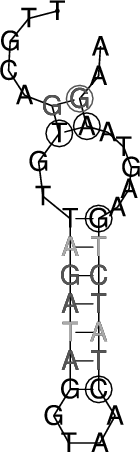 Image 240_275_ss.png