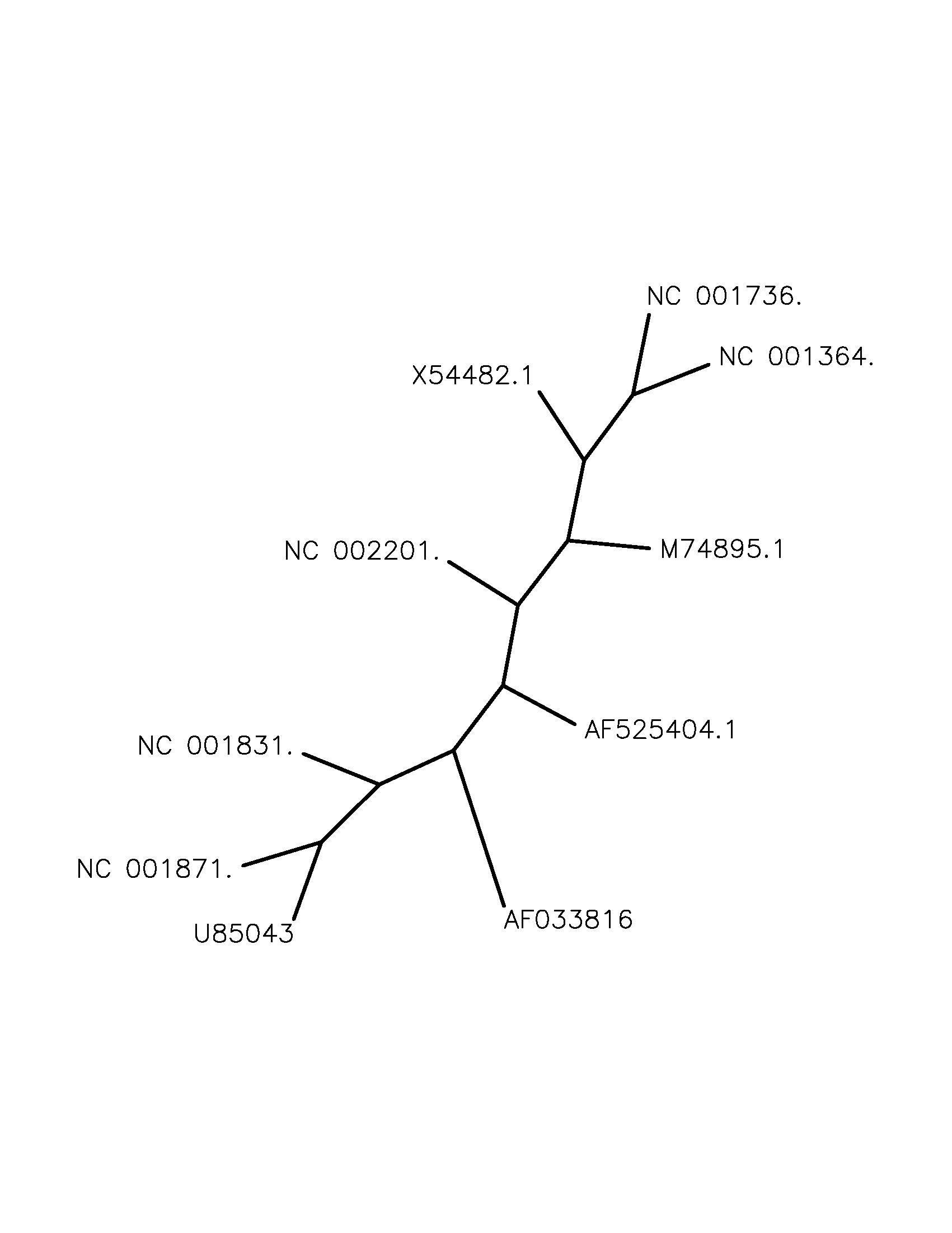 Phylogenetischer Baum ( Phylip )