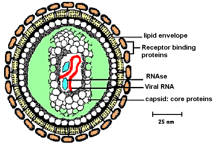 Aufbau eines Retrovirus-Partikels 2