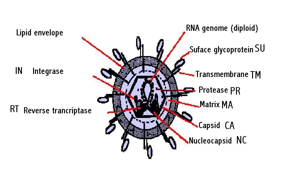Aufbau eines Retrovirus-Partikels 1