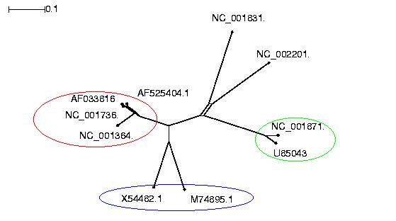 Darstellung des phylogenetischen Baumes (SplitsTree)