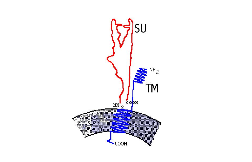Darstellung des Surface Glycoproteinkoplexes SU - TM bei Retroviren
