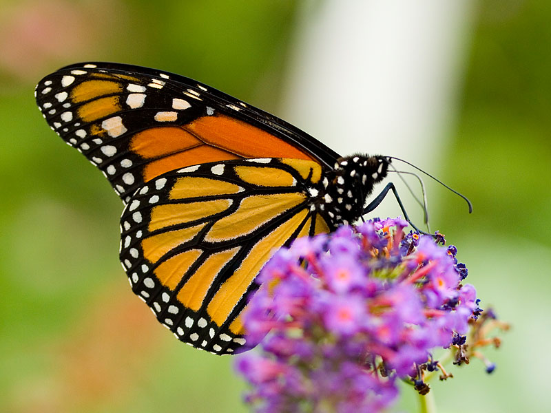Danaus plexippus